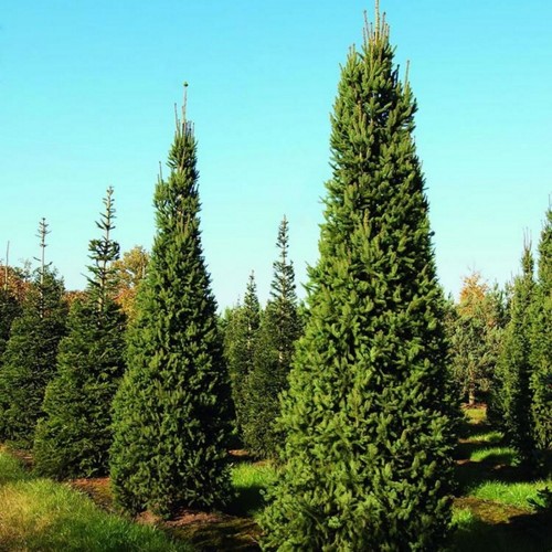 Picea abies 'Columnaris' - Harilik kuusk 'Columnaris' C5/5L